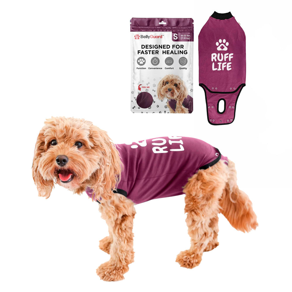 BellyGuard dog surgery recovery suit overview: gentle protection and unrestricted movement for post-op comfort.