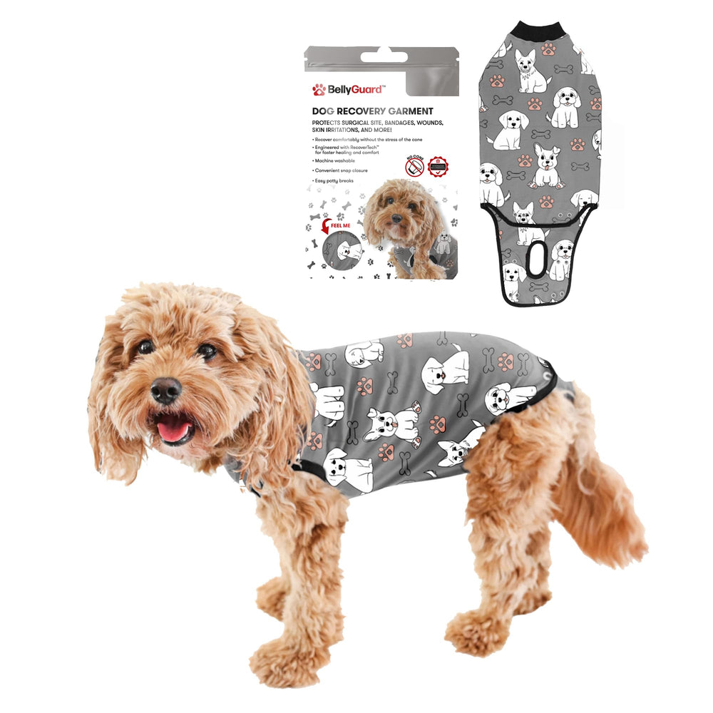 BellyGuard dog surgery recovery suit worn during lounging for post-op comfort.