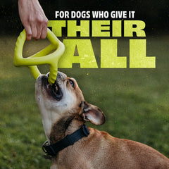 Benebone tug toy strengthening dog bonding during interactive play.