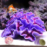 Besimple coral ornament for aquarium purple enhances realism and color for your fish tank.