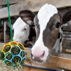 Besimple colorful pack of feeder balls for horses and goats in paddock.