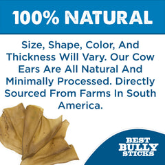 Best Bully Sticks cow ears chew-action demonstrates long-lasting entertainment for aggressive chewers.