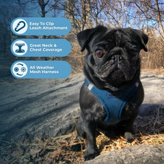 Best Pet Supplies Voyager harness with reflective bands improves visibility during evening walks