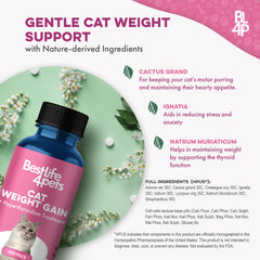 BestLife4Pets underweight kitten eating scene highlights appetite support.