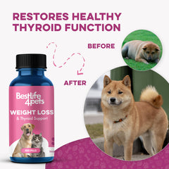 BestLife4Pets supplement mixed into cat dinner supports a gentle weight plan