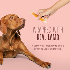 Dog chewing a Real Lamb Twist as a tasty training reward
