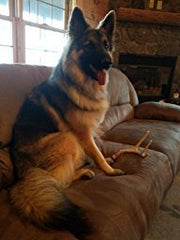 Big Dog Antler Chews indoor-friendly chew with no odor or mess