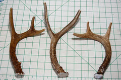 Big Dog Antler Chews indoor friendly design for clean use