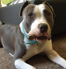 Big Dog Antler Chews USA-sourced wild deer antlers for natural nutrition.