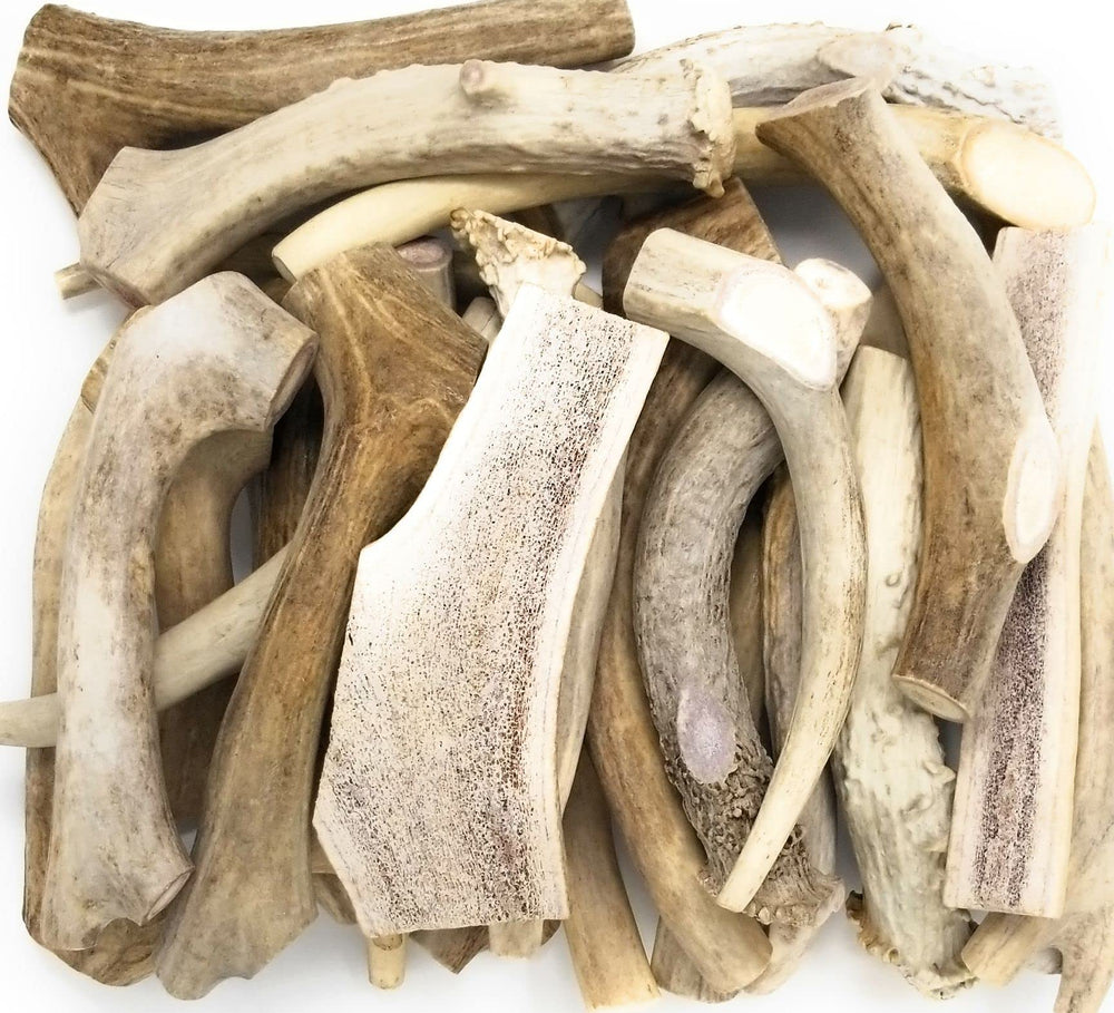Big Dog Antler Chews sun-aged deer and elk pieces offer durable, long-lasting indoor chewing.