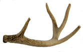 Big Dog Antler Chews whitetail deer antler 8-13 inches for tartar control