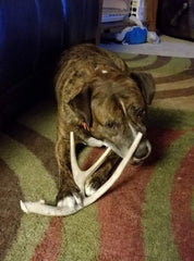 Big Dog Antler Chews XL 4-point extra thick deer antler