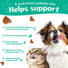 BIGHERO Probiotics bottle pour showing easy serving routine for pets