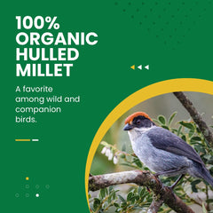 Bird Street Bistro hulled millet in feeder for easy feeding