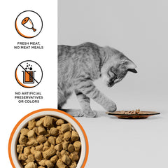 BIXBI RAWBBLE freeze-dried chicken chunks close-up demonstrates high-protein nutrition.