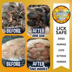Ingredients like shea butter and jojoba in Bodhi Dog Paw Balm.