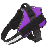 Bolux no-pull harness in purple reduces pulling during daily walks.