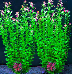 BOLYEE 21-inch extra-tall aquarium plant creates a tall, lush backdrop.
