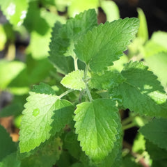 Bonnie Plants catnip growing in container supports space-saving gardening.