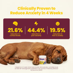 Soft chews showing Turkey and Beef flavor for daily stress relief.