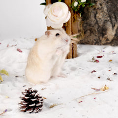 BUCATSTATE fragrant plant petals in sand add pleasant scent during grooming