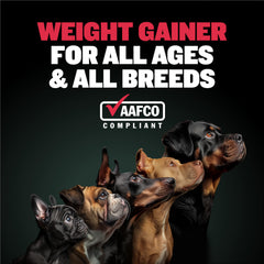 Dog enjoying Bully Max Weight Gainer bacon-flavor chew for daily energy.