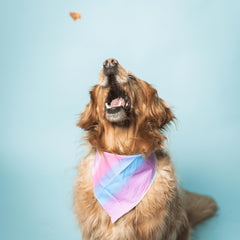 Grain-free, poultry-free dog treats by Bundle x Joy.