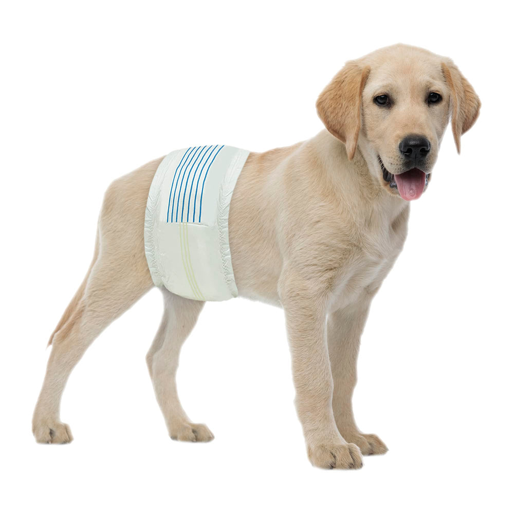 BV Dog Diapers in a comfortable male medium fit for dogs