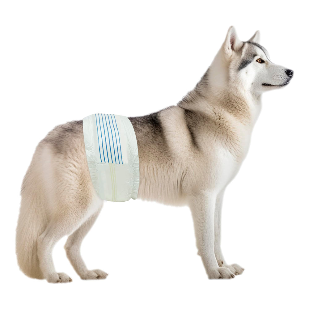 BV Dog Diapers male wrap with wetness indicator for easy monitoring.