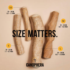 Side view of Canophera coffee wood chew small stick during playtime.