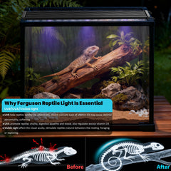 Capybland UVB light installation options illustrate flexibility in terrarium setup.