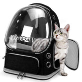 Cawypety Cat Backpack with bubble window offers calm, sunlit visibility.