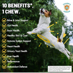 Champ's Armor dog multivitamin chews closeup promotes full-body wellness daily.