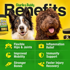 CHARLIE & BUDDY MSM and chondroitin chews with turmeric and omega-3 closeup.