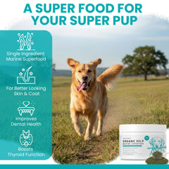 Dog meal topped with kelp powder granules for taste and nutrition.