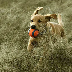 Bright blue/orange Chuckit! ball resting on grass.