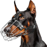 CleverTail Doberman Muzzle fit shown on a large dog for secure, comfortable wear
