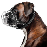 CleverTail Metal Muzzle on Boxer with breathable steel basket for safe handling