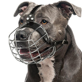 CleverTail Metal Pitbull Muzzle front view shows secure basket for safe handling.