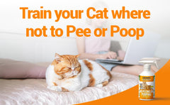 Colton's Naturals cat training area shows how the spray supports litter training.