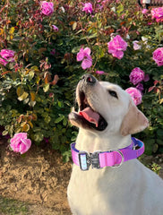 Comfluxe padded neoprene lining collar delivers soft comfort on long walks.