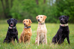 Comfluxe neoprene padding provides comfort on the dogβs neck during long wear