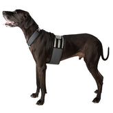 CoolerDog cooling vest front-worn, helping regulate heat during summer walks.