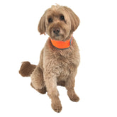 CoolerDog hi-vis cooling collar for medium dogs in orange keeps them visible and cool