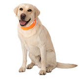 CoolerDog hi-vis orange collar close-up showing heat relief capability.