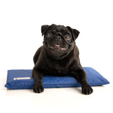 CoolerDog Hydro Cooling Mini Mat cover shown for crate cooling.