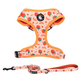 COOWONE dog harness with colorful pattern enhances visibility on daily walks.
