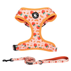 COOWONE dog harness with colorful pattern enhances visibility on daily walks.