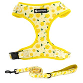 COOWONE dog harness front view with colorful pattern for lively daily walks