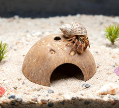 COSOC Hermit Crab conch shells variety supports shell changes